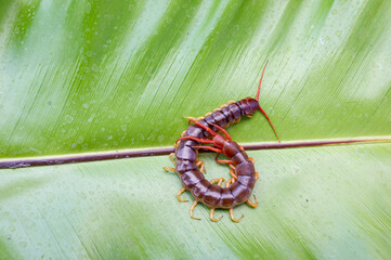 A centipede can bite. It is a poisonous animal and has a lot of legs.