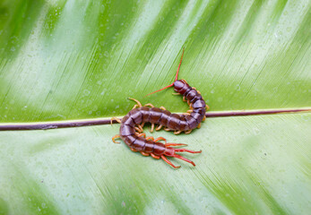 A centipede can bite. It is a poisonous animal and has a lot of legs.
