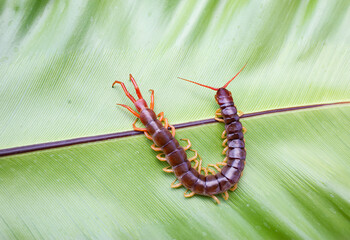 A centipede can bite. It is a poisonous animal and has a lot of legs.
