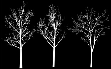 three white bare trees silhouettes on black