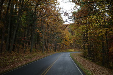 road in autumn forest