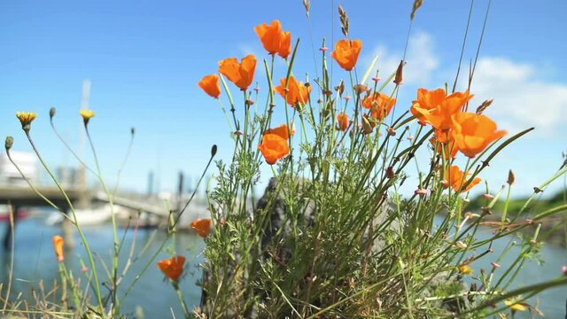 Beautiful Orange Poppies With Harbor And Dock Revealed In Blurry Background - selective focus, slow sliding shot