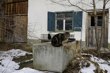 Katze vor altem verfallenem Bauernhof auf einem Brunnen im Winter