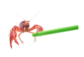 Crayfish Procambarus Clarkii Ghost on white background