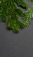 Vertical black background with green pine branches at the top.