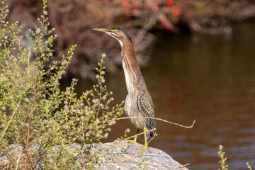 A Green Heron peeking out from behind a bush