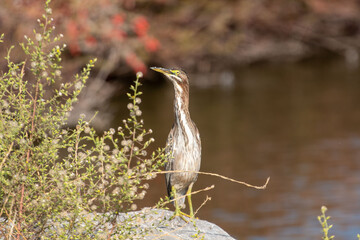 A Green Heron peeking out from behind a bush