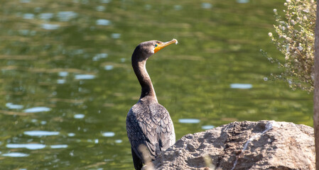 A cormorant at a local park