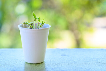 Organic plant seed growing in recycling biodegradable coffee cup, eco friendly sustainable concept