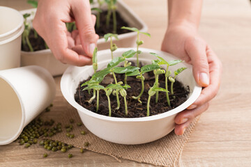 Organic plant growing in recycling biodegradable bowl with woman hand on wooden table, eco friendly sustainable concept