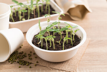 Organic plant growing in recycling biodegradable bowl on wooden table, eco friendly sustainable concept