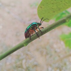 Wonder bug