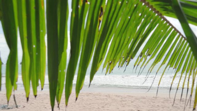 The leaves of the coconut tree flicker by the sea. Follow the strong winds in the blue sky, Phuket, Thailand, 4K.