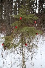Christmas In The Forest, Whitemud Park, Edmonton, Alberta