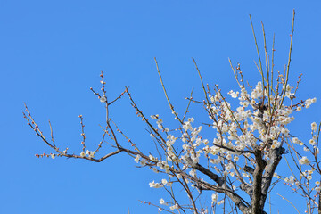 梅の花 