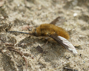 The bizarre looking large bee-fly or the dark-edged bee-fly ,Bombylius major, is a parasite fly on various mining bees. 
