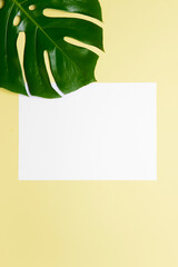 Blank paper sheet and green leaf on color background