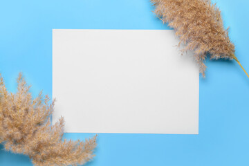Blank paper sheet and pampas grass on color background