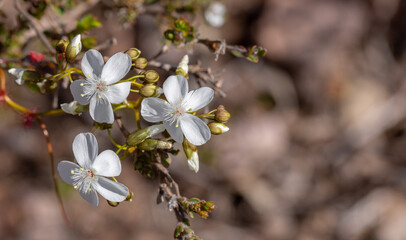 The white flower of the Sundew Drosera pallida in the Stirling Range National Park in Western Australia, frontal view
