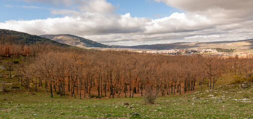 Oak trees in winter in El Espinar, in Segovia