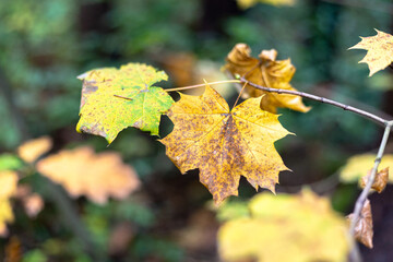 Yellow autumn maple leaves on the tree