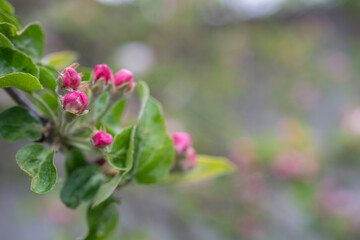 Beautiful branch pink buds of apple tree blooms in sun on spring day, close up, macro, space for text. Spring background with white blossom. Beautiful nature scene with blooming tree and sun flare. 