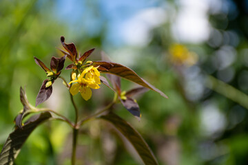 Spring or summer background: bright yellow small flowers with red or dark brown foliage on a green background in the sun: a place for text, protection of rare plants
