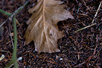 Brown autumn oak leaf lies in the forest