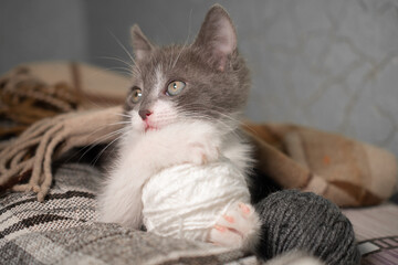 A small playful cute gray and white kitten lies covered with a plaid blanket next to a ball of knitting thread and looks up: a place for text, the kitten looks and holds its paws in a ball, soft focus
