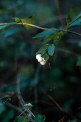 White snowberry or wolfberry in the forest. Symphoricarpos albus. 