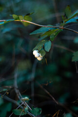 White snowberry or wolfberry in the forest. Symphoricarpos albus. 