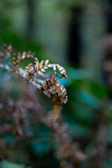 Dried autumn fern leaves in the forest