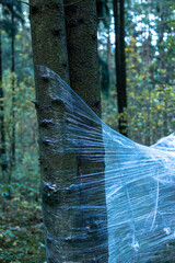 Plastic wrap on trees in the forest