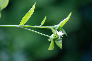 Pecteilis radiata is a species of orchid found in China, Japan, Korea and Russia. It is commonly known as the white egret flower, fringed orchid or sagisō. It is not to be confused with the white frin