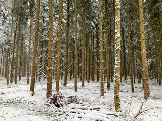 Fototapeta premium Oberes Donautal im Winter / Bei Beuron