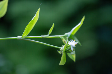 Pecteilis radiata is a species of orchid found in China, Japan, Korea and Russia. It is commonly known as the white egret flower, fringed orchid or sagisō. It is not to be confused with the white frin