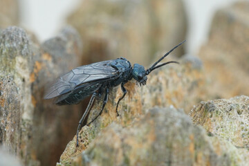 One of the many black common sawflies of the genus Dolerus