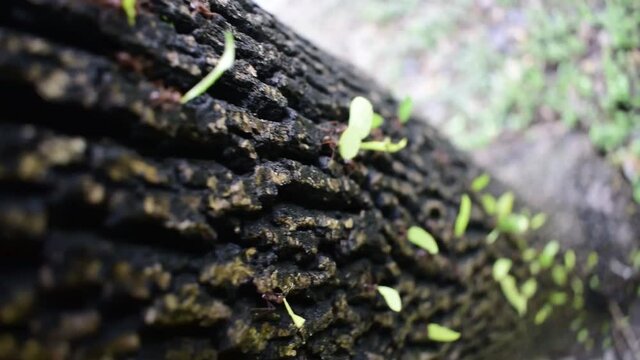 Hormigas cargando hojas mientras bajan de un &aacute;rbol
