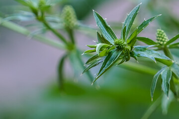 flower of culantro or green long coriander plant in the garden