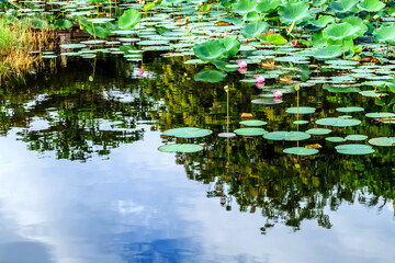 pink waterlily or lotus flower in pond