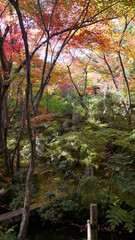 Fototapeta na wymiar 京都の秋、静かに紅葉を楽しむ