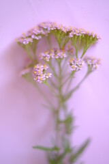 Yarrow herb.Achillea millefolium.Pink yarrow flowers close-up on a light pink background.Healing useful herbs and flowers.Homeopathy and alternative medicine.Raw materials for herbal medicinal