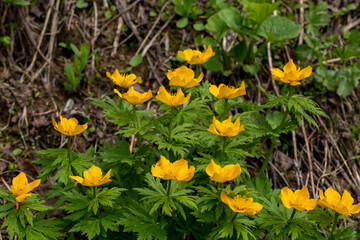 A close-up photo of tipton weeds of which Latin name is Hypericum calycinum. Its original habitat...