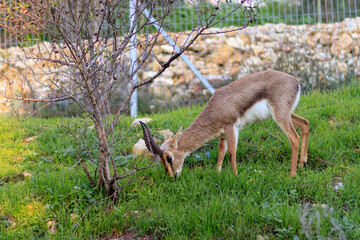 Palestine mountain gazelle Herbivore in the Deer Valley Nature Reserve in Jerusalem, Israel. Blurred background