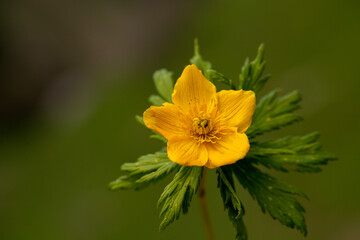 A close-up photo of tipton weed of which Latin name is Hypericum calycinum. Its original habitat is...
