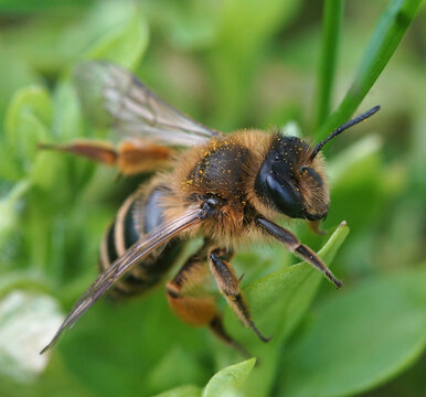 A female of the Yellow-legged mining-bee ( Andrena flavipes ) , freshly emerged out of her nest in the grass ...