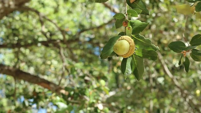 Green Immature acorn nut fruit of Canyon Live Oak, Quercus Chrysolepis, Fagaceae, native monoecious perennial evergreen arborescent shrub in the San Jacinto Mountains, Peninsular Ranges, Autumn.