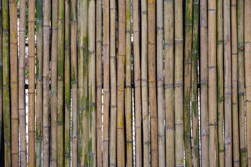 Beautiful bamboo background in brown and green color