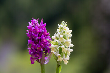 A close-up photo of butterfly bush (Buddleja davidii). Its name was inspired by butterflies because it charms them. This plant originally grows in China.