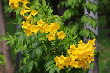 Closeup Yellow elder flowers in the garden